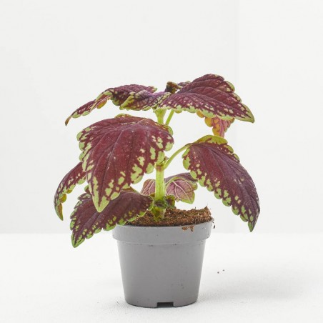 COLEUS MIX MACETA 6CM