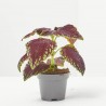 COLEUS MIX MACETA 6CM