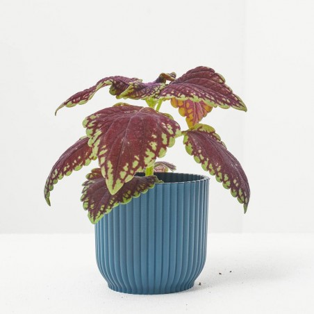 COLEUS MIX MACETA 6CM