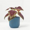 COLEUS MIX MACETA 6CM