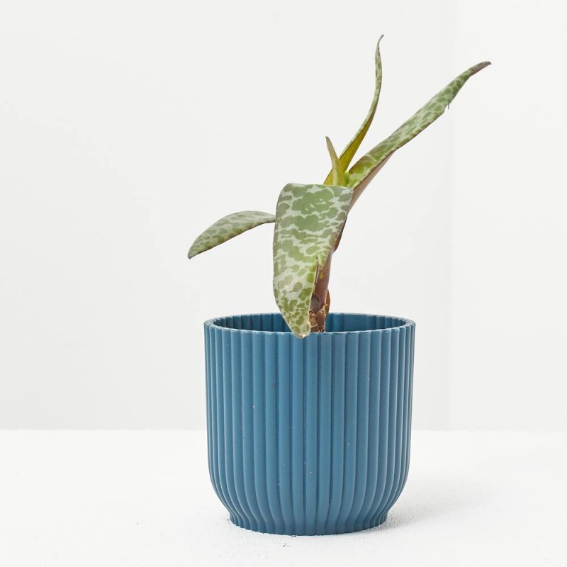 LEDEBORIA SOCIALIS MACETA 6CM