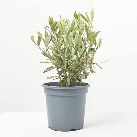 OLIVO ARBUSTIVO MACETA 3L