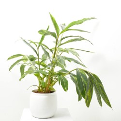 ALPINIA ZERUMBET VARIEGADA MACETA 8L