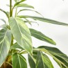 ALPINIA ZERUMBET VARIEGADA MACETA 8L