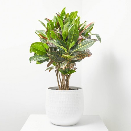 CROTON RAMIFICADO MACETA 25CM