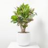 CROTON RAMIFICADO MACETA 25CM