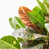 CROTON RAMIFICADO MACETA 25CM