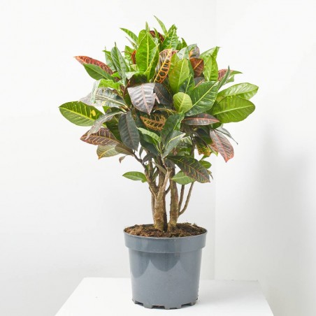 CROTON RAMIFICADO MACETA 25CM