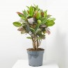 CROTON RAMIFICADO MACETA 25CM