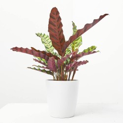 CALATHEA INSIGNIS MACETA 12CM