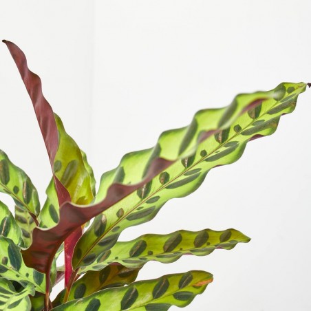CALATHEA INSIGNIS MACETA 12CM