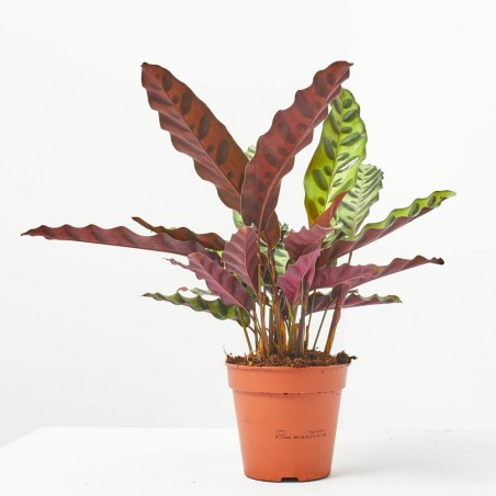 CALATHEA INSIGNIS MACETA 12CM