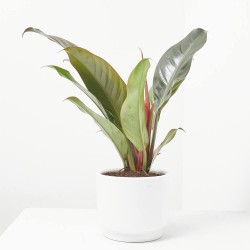 PHILODENDRON IMPERIAL RED MACETA 14CM