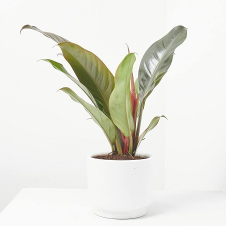 PHILODENDRON IMPERIAL RED MACETA 14CM
