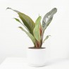 PHILODENDRON IMPERIAL RED MACETA 14CM