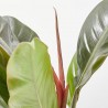 PHILODENDRON IMPERIAL RED MACETA 14CM