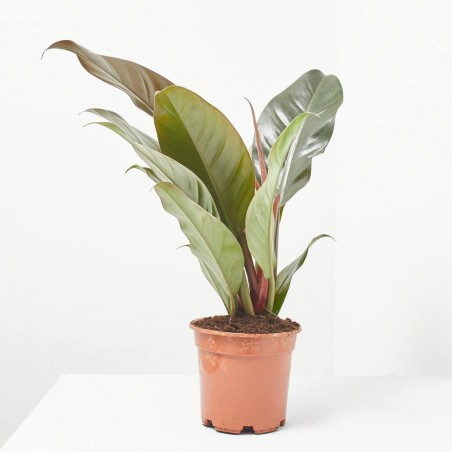 PHILODENDRON IMPERIAL RED MACETA 14CM