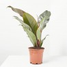 PHILODENDRON IMPERIAL RED MACETA 14CM