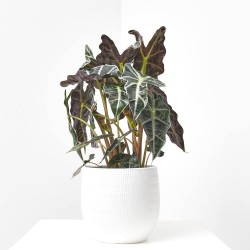 ALOCASIA POLLY