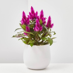 CELOSIA CARACAS