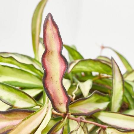 HOYA WAYETII TRICOLOR MACETA 12CM