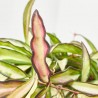 HOYA WAYETII TRICOLOR MACETA 12CM