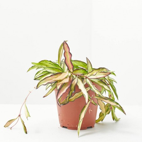 HOYA WAYETII TRICOLOR MACETA 12CM