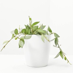 HOYA KROHNIANA ESKIMO MACETA 12CM