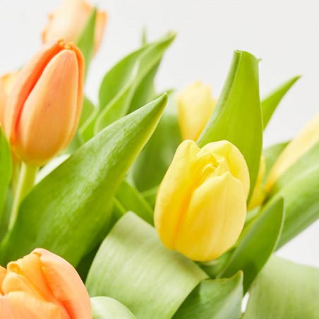 RAMO AMSTERDAM MULTICOLOR