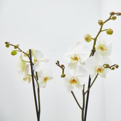 ORQUÍDEA BLANCA 2TALLOS EN MACETA 12CM.