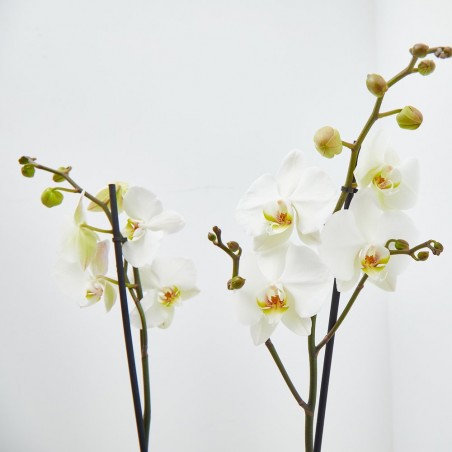 ORQUÍDEA BLANCA 2TALLOS EN MACETA 12CM