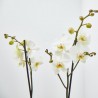 ORQUÍDEA BLANCA 2TALLOS EN MACETA 12CM