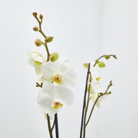 ORQUÍDEA BLANCA 2TALLOS EN MACETA 12CM