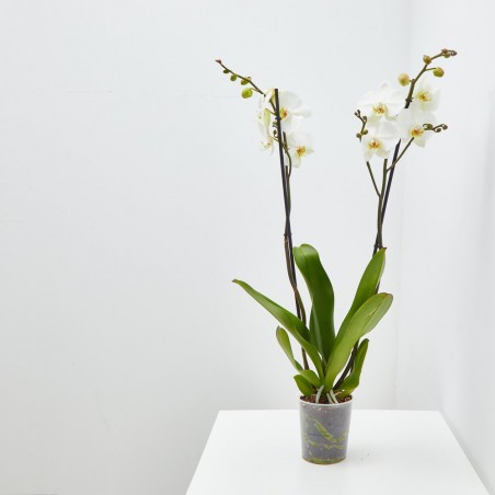 ORQUÍDEA BLANCA 2TALLOS EN MACETA 12CM