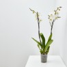 ORQUÍDEA BLANCA 2TALLOS EN MACETA 12CM