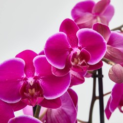 ORQUÍDEA FUCSIA 2 TALLOS EN MACETA 12CM.