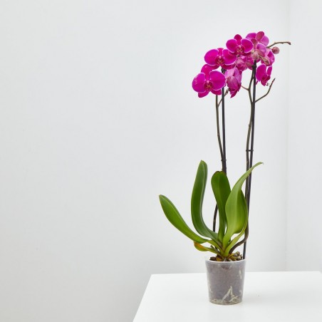 ORQUÍDEA FUCSIA 2 TALLOS EN MACETA 12CM