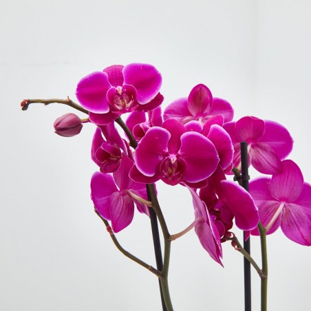 ORQUÍDEA FUCSIA 2 TALLOS EN MACETA 12CM