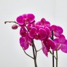 ORQUÍDEA FUCSIA 2 TALLOS EN MACETA 12CM