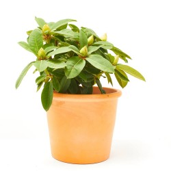 RHODODENDRO EXTRA 3 LITROS