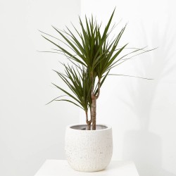 DRACENA MARGINATA