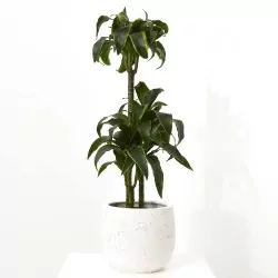 DRACENA DORADO
