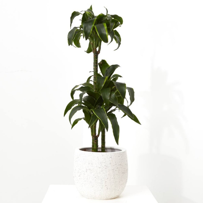 DRACENA DORADO