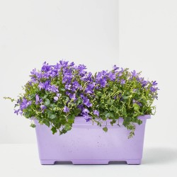 CAMPÁNULA MORADA JARDINERA