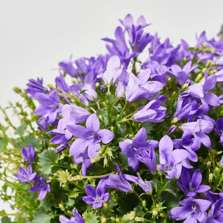 CAMPÁNULA MORADA JARDINERA