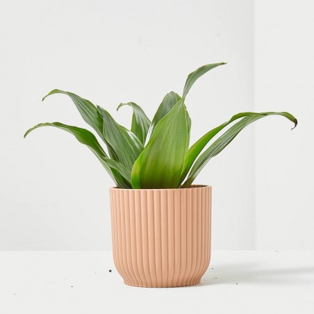 DRACENA DEREMENSIS JANET CRAIG MACETA 6CM