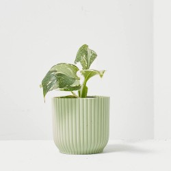 PHILODENDRON WHITE WIZARD MACETA 6CM
