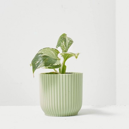 PHILODENDRON WHITE WIZARD MACETA 6CM