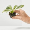 PHILODENDRON WHITE WIZARD MACETA 6CM