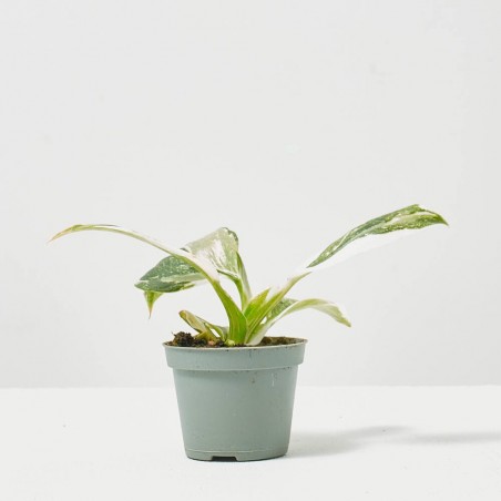 PHILODENDRON WHITE WIZARD MACETA 6CM